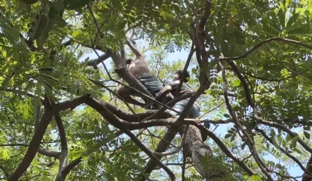 மது போதையில் மரத்தின் உச்சியில் ஏறி வட மாநில வாலிபர் நூதன போராட்டம்