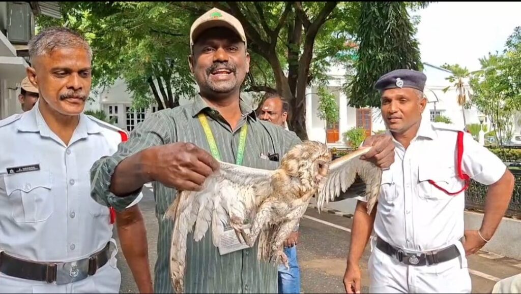 ஆஸ்திரேலியா நாட்டு அரியவகை ஆந்தையை மீட்டு வனத்துறையிடம் ஒப்படைப்பு