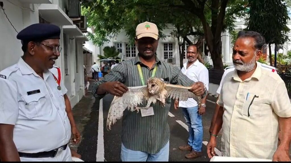 ஆஸ்திரேலியா நாட்டு அரியவகை ஆந்தையை மீட்டு வனத்துறையிடம் ஒப்படைப்பு