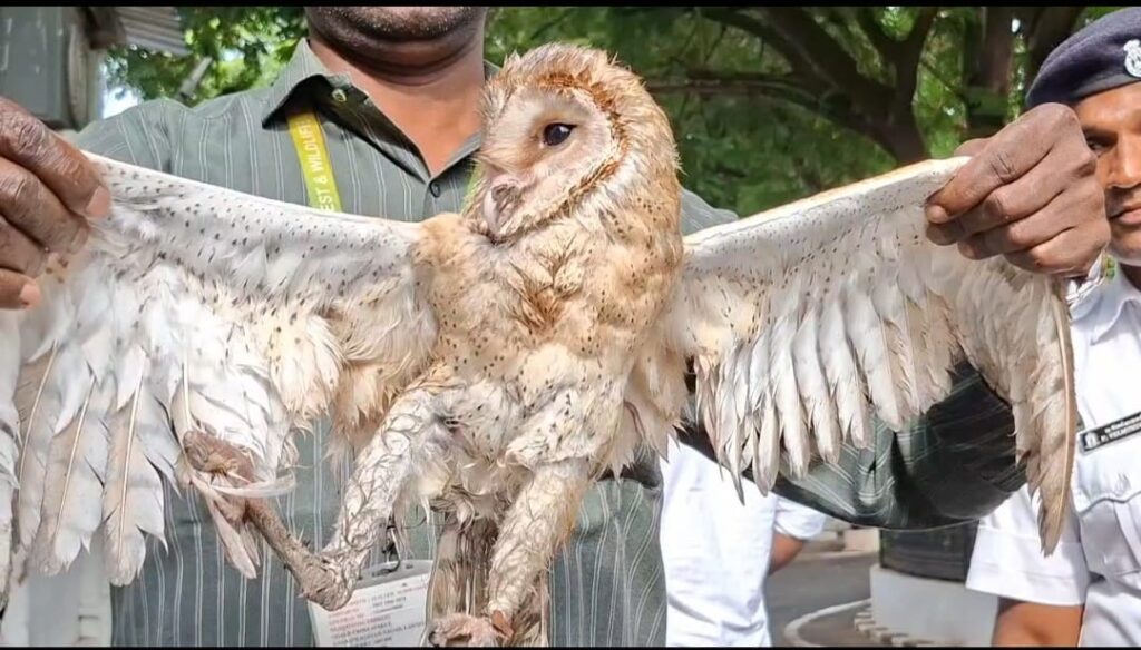 ஆஸ்திரேலியா நாட்டு அரியவகை ஆந்தையை மீட்டு வனத்துறையிடம் ஒப்படைப்பு